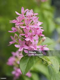 Image result for x Ruttyruspolia 'Phyllis van Heerden'