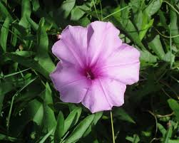 Image result for Ipomoea venosa