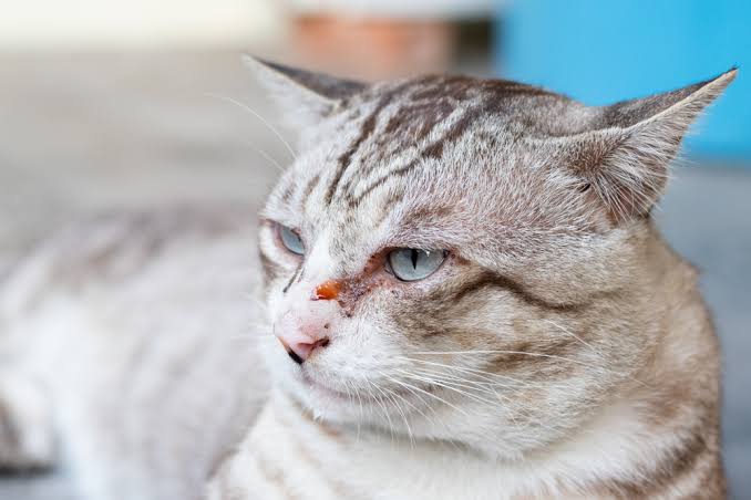 Cat Eye Discharge: 9 Common Causes | Great Pet Care