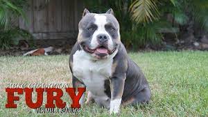 How Much Does An American Bully Cost American Bully Bully Breeds Dogs Bullying