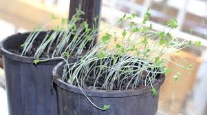 It sounds silly, but you can often fix a leggy seedling by brushing your fingers back and forth along the tops of the plants. Leggy Seedlings Theseedcollection