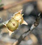 Image result for Convolvulus aschersonii