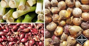 Place them in an airtight container, freezer bag, or wrap them tightly in aluminum foil or plastic wrap. How Do You Keep Onions From Rotting Gardening Channel