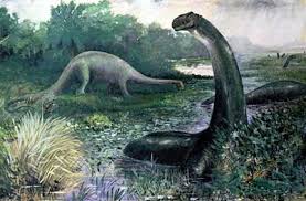 Apatosaurus louisae is a species of sauropod dinosaur from the late jurassic of north america found in the morrison formation, and its remains are present on the wall of bones at dinosaur national monument. Apatosaurus