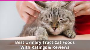 best cat food for urinary tract health