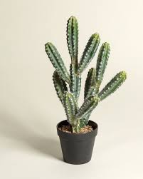 A place to share pictures and discuss growing, maintaining, and propagating houseplants and outdoor decorative plants. Cactus Artificial Plant Oliver Bonas