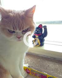 23 Animals That Are Obviously Swearing From The Smiley Expression 2020 Sevimli Kediler Hayvan Kedi
