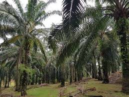 Bagaimanakah cara beliau membuat pelaburan? Tanah Kebun Sawit Untuk Dijual Di Rantau Negeri Sembilan