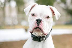 How To Care For A Deaf Dog Daily Paws