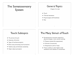 The Somatosensory System