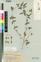 Image result for Vigna frutescens