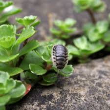 Generally you may see hundreds or thousands of them emerge when you attempt to do some gardening and begin to disturb the soil. How To Get Rid Of Pill Bugs In Garden How To Get Rid Of Stuff
