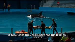 Orca Trainer Jessica Radcliffe – Horrifying Final Moments of Orca Trainer Jessica Radcliffe | TikTok