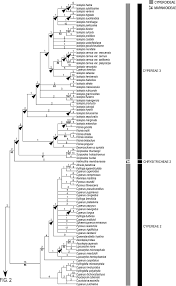 Image result for Pycreus mundtii