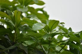 Daun kelor terkenal dengan kandungan cara mudah selanjutnya adalah mengolah daun kelor menjadi bubuk. Cara Mengolah Daun Kelor Yang Dipercaya Bisa Tangkal Virus Corona