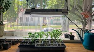 When to use a grow light. How To Use A Grow Light To Help Your Plants Grow Organize With Sandy