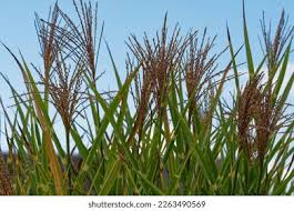Image result for Miscanthus sinensis Zebrina