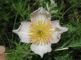 Image result for Clematis villosa