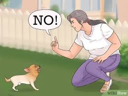 Disciplining your puppy can feel a little overwhelming at times, but by focusing on a few simple strategies, you can get the best results. 3 Ways To Discipline Your Dog Wikihow Pet