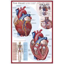 Strictures, acute syndromes, neoplasms and vascular impressions. Heart Poster Posters Charts Prints Books Media Science Education Supplies Nasco