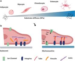 Don't battle a dying lawn or fight the pests off on all on your own call summit lawn & pest control today and get the best pest exterminator and most experienced lawn. Biophysical Phenotyping Of Mesenchymal Stem Cells Along The Osteogenic Differentiation Pathway Springerlink