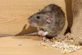 Take a look at the list. Rodent Pest Control Tips And Guidelines