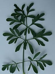 Image result for Ruta graveolens