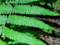 Image result for Christella hispidula