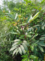 Image result for Cunonia capensis