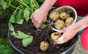 How To Grow Potatoes In Pots