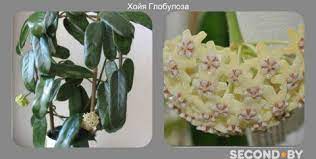 Pin On Rena S Sunroom And How I Grow The Plants