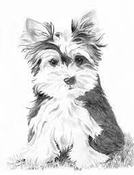 Nolan clark has been painting and drawing since 1996. Moe Yorkshire Terrier Drawing Yorkshire Terrier Dog Drawing Dog Art