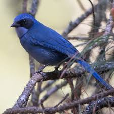 Image result for Cyanastrum johnstonii