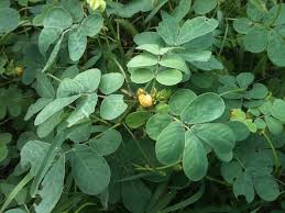 Image result for Senna obtusifolia