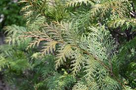 シノブヒバ 忍檜葉 庭木図鑑 植木ペディア