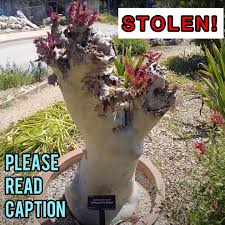 Image result for Cyphostemma barbosae