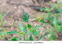 Image result for Boerhavia erecta