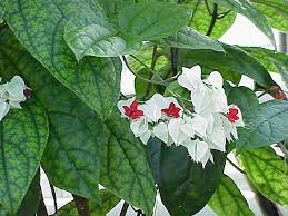 Image result for Clerodendrum pleiosciadium