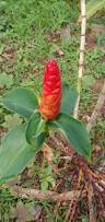 Image result for Costus
