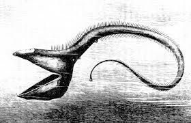 Jul 16, 2020 · tech & science fish telescope smithsonian the skin of fish that live deep beneath the surface of the sea represent some of the blackest materials known on earth, absorbing more than 99.5 percent. Deep Sea Fish Wikiwand