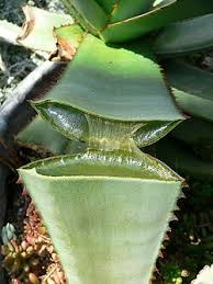 Image result for Aloe haroniensis