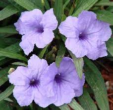 Pin Di Tanaman Obat