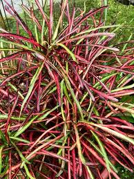 Image result for Crotonogynopsis australis