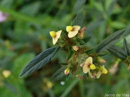 Image result for Stylosanthes fruticosa