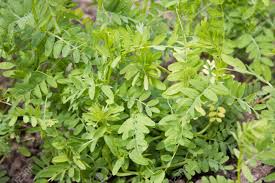 Image result for Lens culinaris