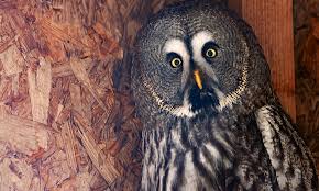 If you look in an owls ears, you can see the bottom of. 17 Fascinating Owl Facts You Didn T Know 2021 World Birds