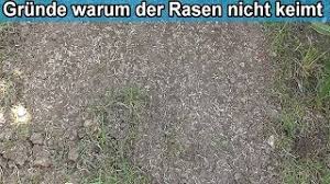 Ein neuer rasen oder besser gesagt neues gras für die hühner. Warum Keimt Der Rasen Nicht Ursachen Weshalb Der Rasen Rasensamen Nicht Keimen Wachst Youtube
