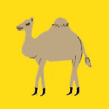So, are you looking for the birthday card you can share with someone to honor them for their special day? Hump Day Camel Birthday Gifs Tenor
