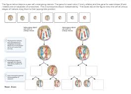 Maybe you would like to learn more about one of these? The Figure Below Depicts A Pea Cell Undergoing Chegg Com