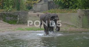 This little elephant is very happy to take a bath and enjoying it to the fullest. Baby Elephant Water Stock Footage Royalty Free Stock Videos Pond5